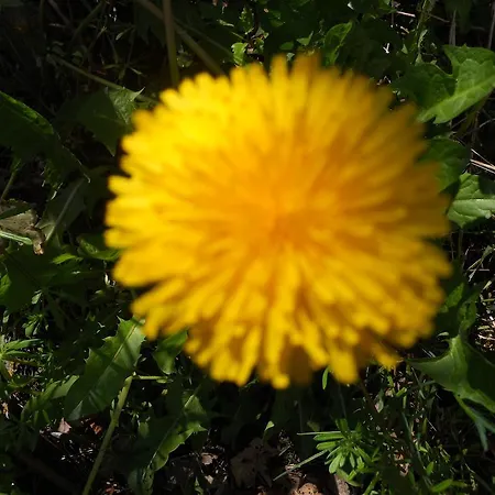 Monti Sibillini Camperato *